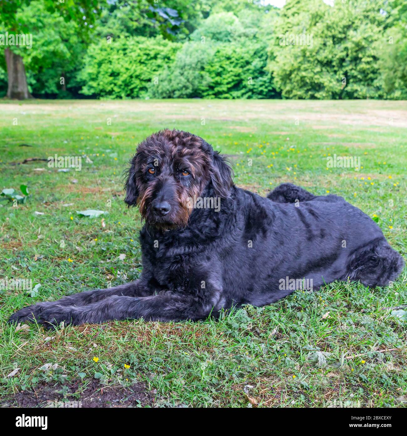 Le chien noir ladoodle nouvellement taillé se pose dans un parc Banque D'Images