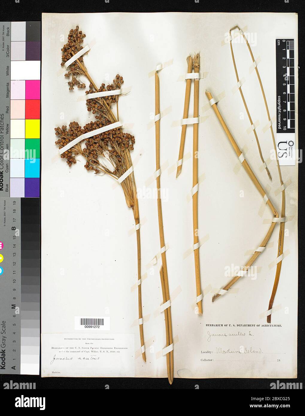 Juncus acutus L Juncus acutus L. Banque D'Images
