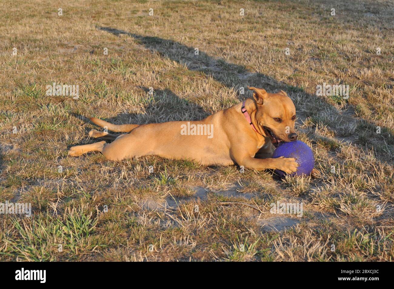 Ruby le Puppy Pit Bull Terrier jouant avec une balle dans le parc pour chiens. Banque D'Images