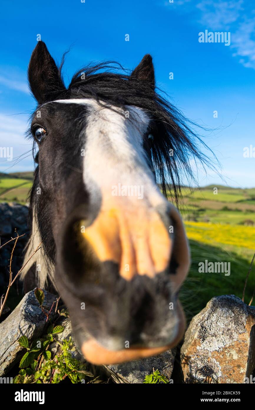 Je lui ai fait un nouvel ami sur le chemin du retour d'Ulverston. Je me suis arrêté pour prendre une photo d'un poney dans un champ de butterbutterbups, mais le poney ne voulait pas être simpl Banque D'Images