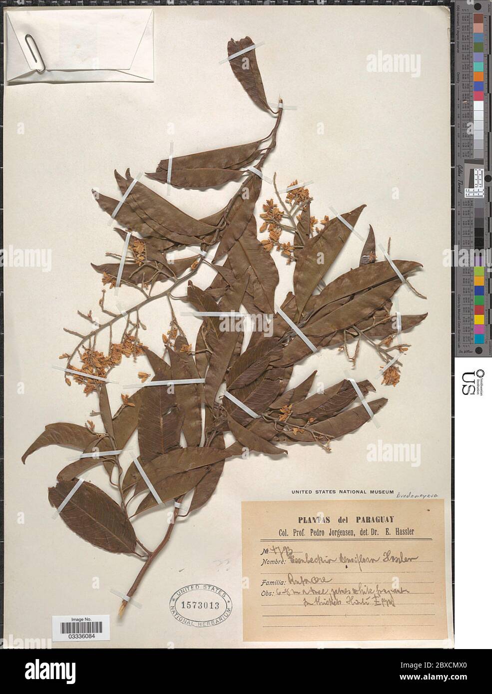 Bredemeyera sp Bredemeyera sp. Banque D'Images