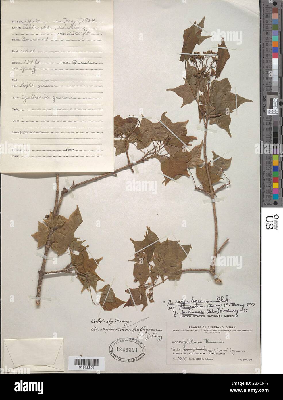 Acer cappadocicum subsp truncatum Bunge AE Murray Acer cappadocicum subsp truncatum Bunge AE Murray. Banque D'Images