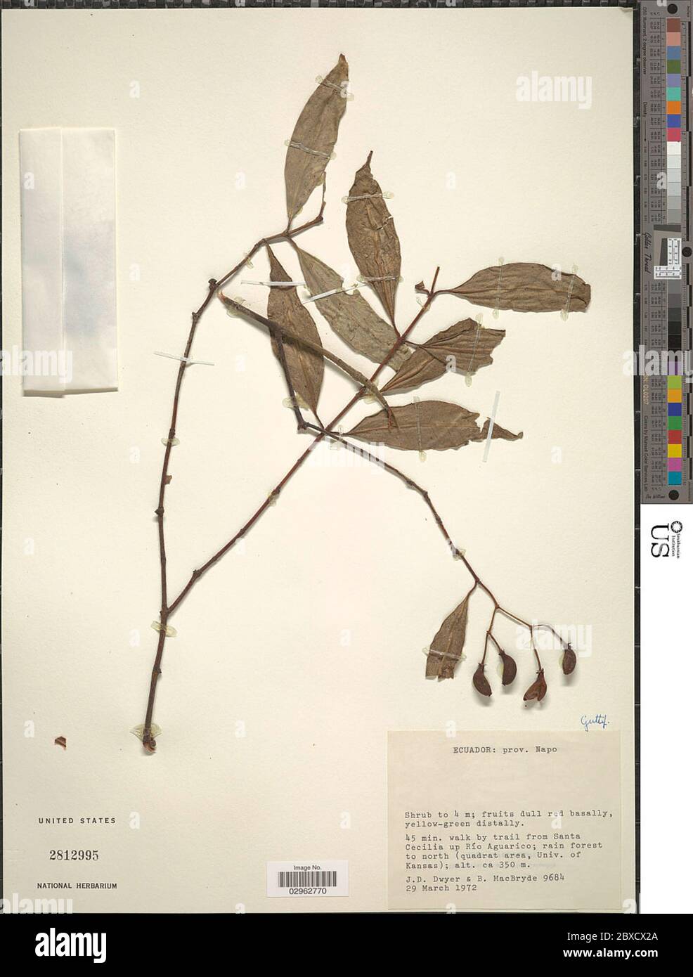 Indet sp Indet sp. Banque D'Images