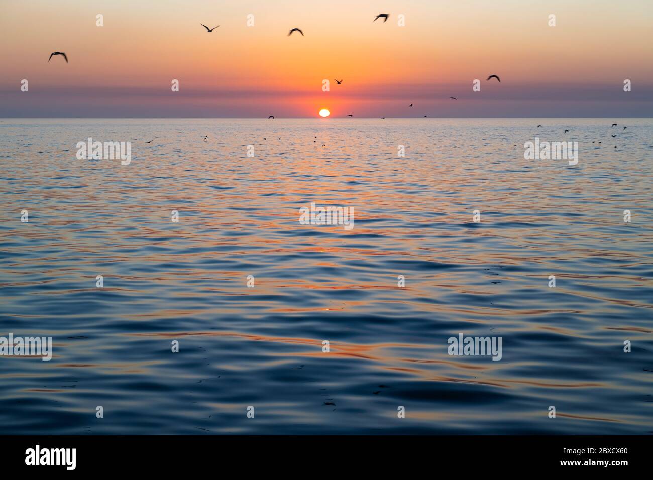 Coucher de soleil majestueux avec des mouettes survolantes en mouvement flou par le golfe du Mexique, Campeche City, Yucatan, Mexique. Banque D'Images