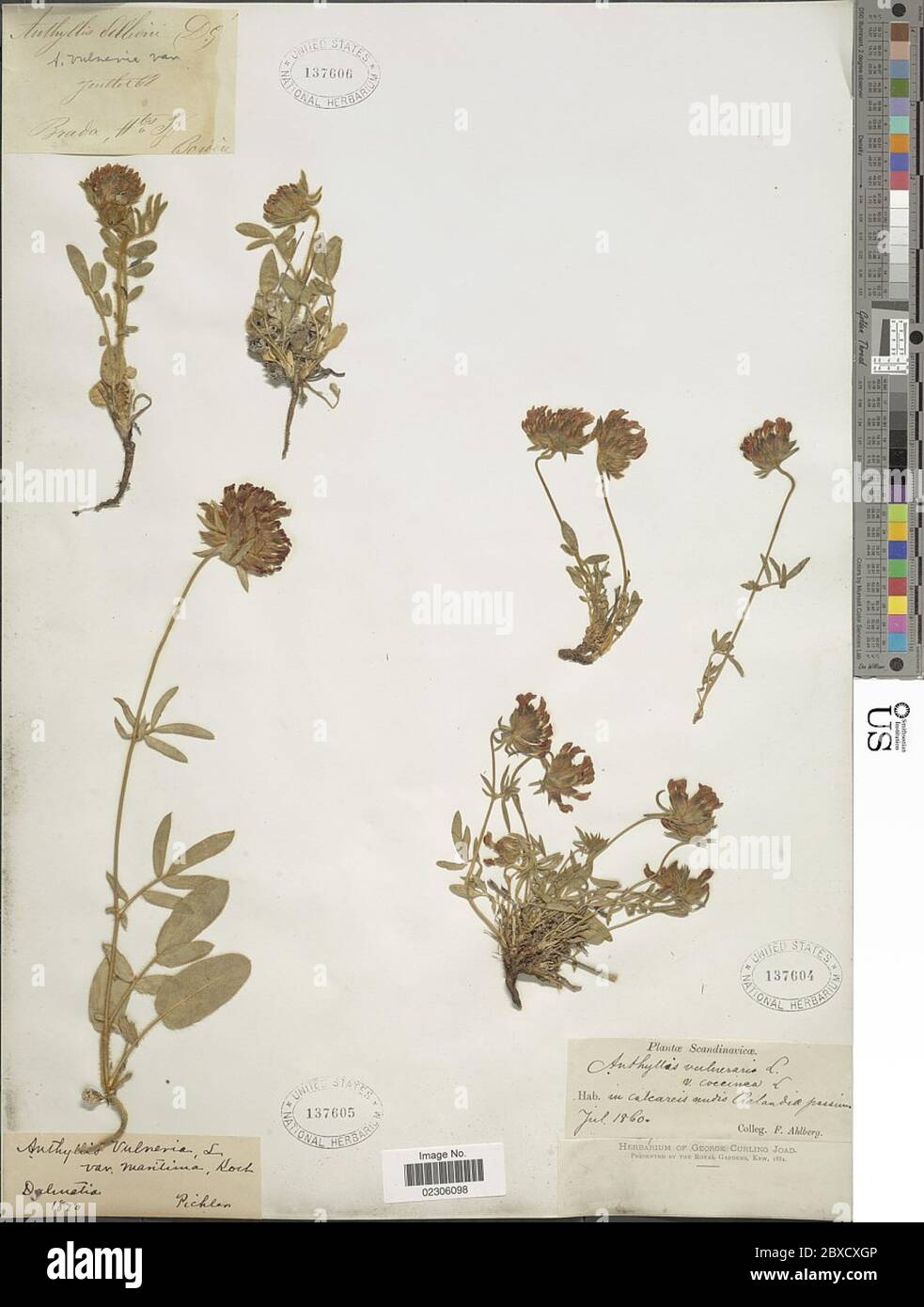 Anthyllis vulneraria var coccinea L Anthyllis vulneraria var coccinea L. Banque D'Images
