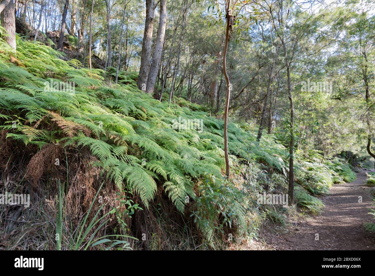 Bracken Fern (Calochlaena dubia) couvre la colline au-dessus d'une piste de randonnée dans le Bush près de Middle Harbour à East Lindfield, Sydney, Australie Banque D'Images