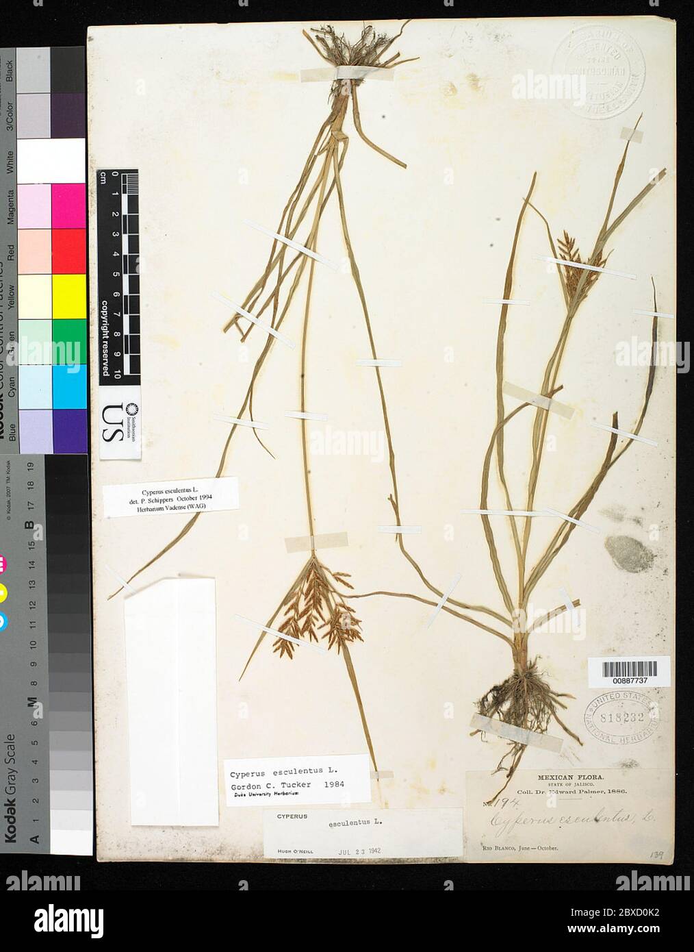 Cyperus esculentus L Cyperus esculentus L. Banque D'Images
