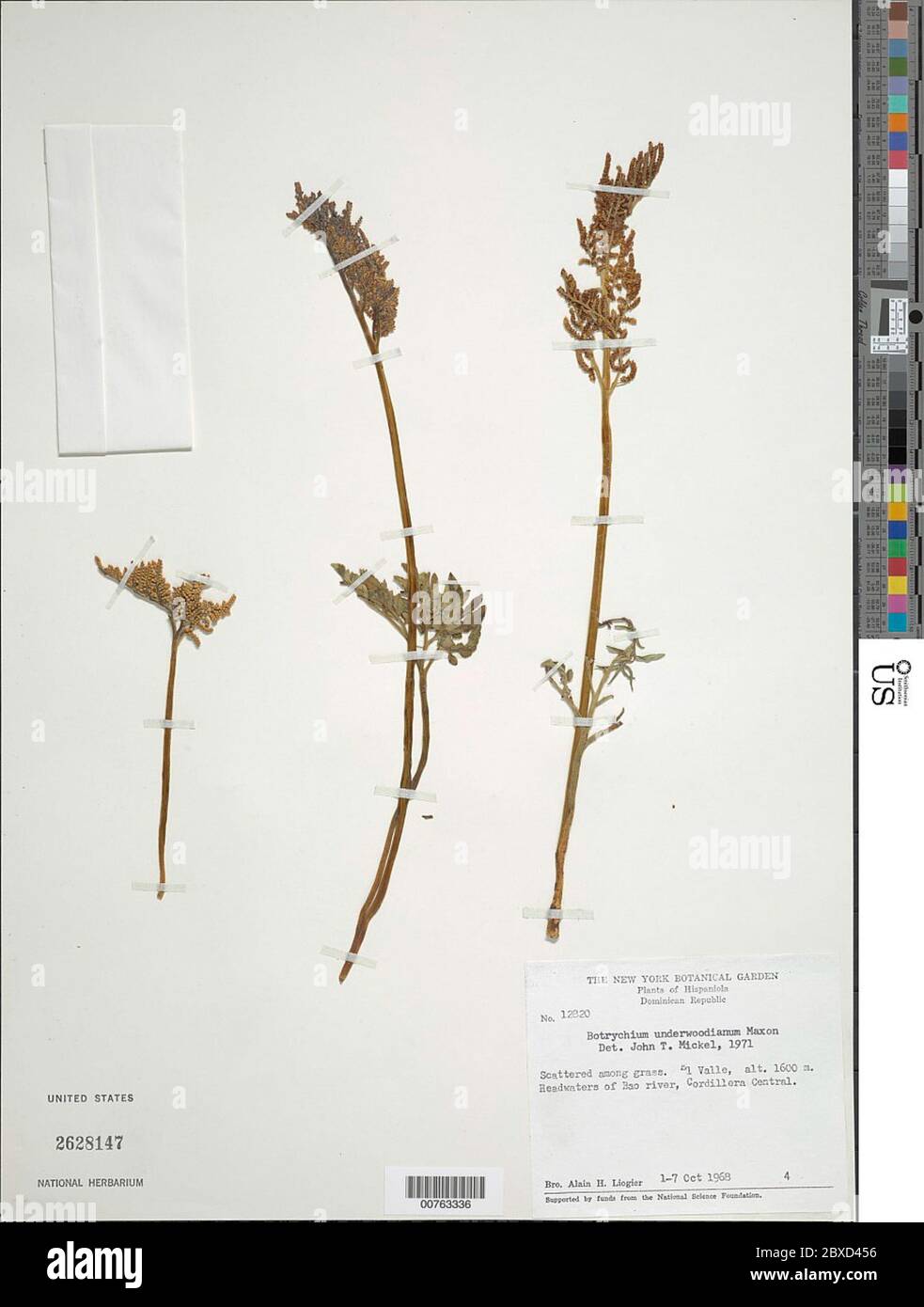 Botrychium underwoodianum Maxon Botrychium underwoodianum Maxon. Banque D'Images