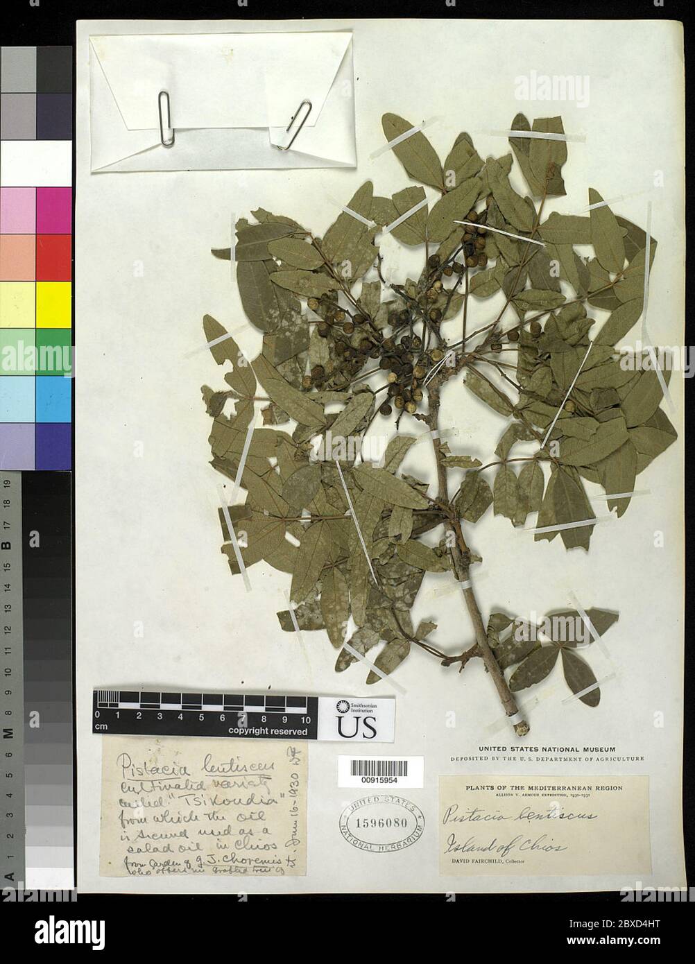 Pistacia lentiscus L Pistacia lentiscus L. Banque D'Images