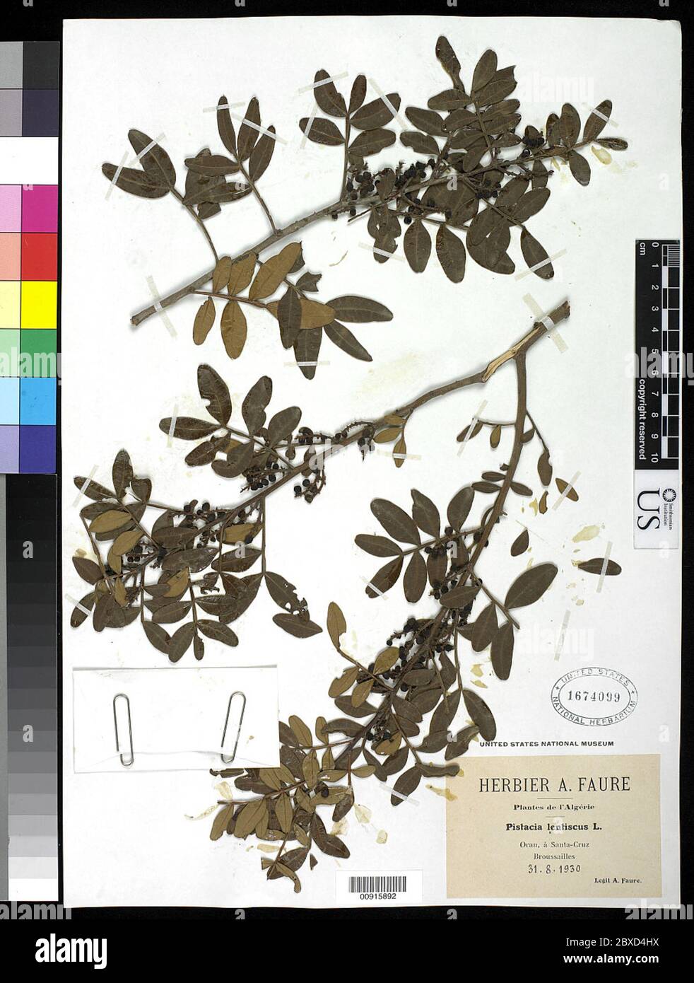 Pistacia lentiscus L Pistacia lentiscus L. Banque D'Images