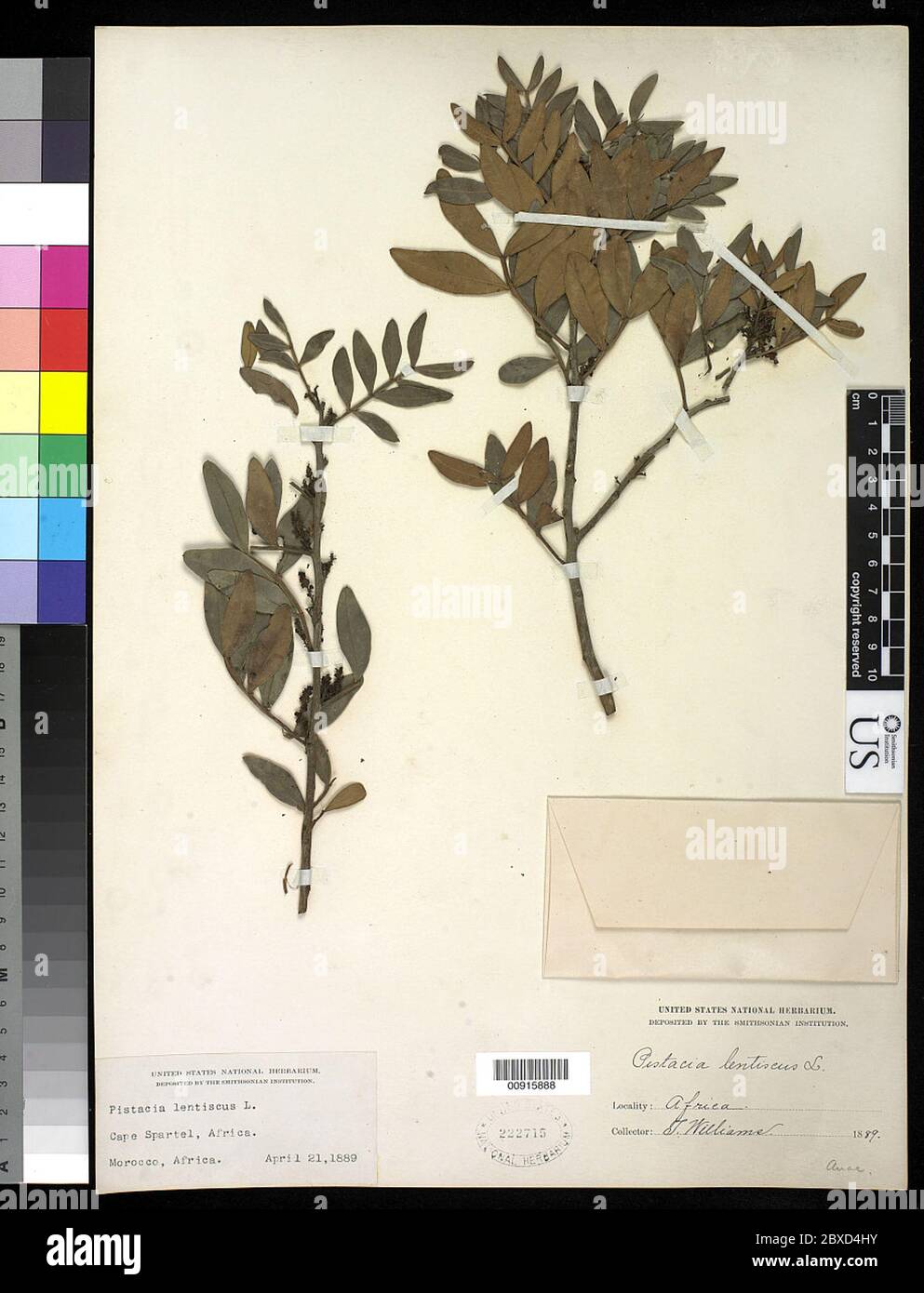 Pistacia lentiscus L Pistacia lentiscus L. Banque D'Images