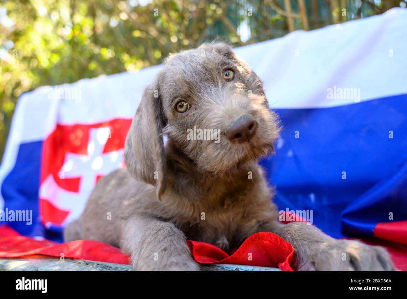 Chiot à poil gris avec drapeau slovaque. Le chiot est de la race : le pointeur slovaque à poil dur ou le Griffon slovaque à poil dur Banque D'Images