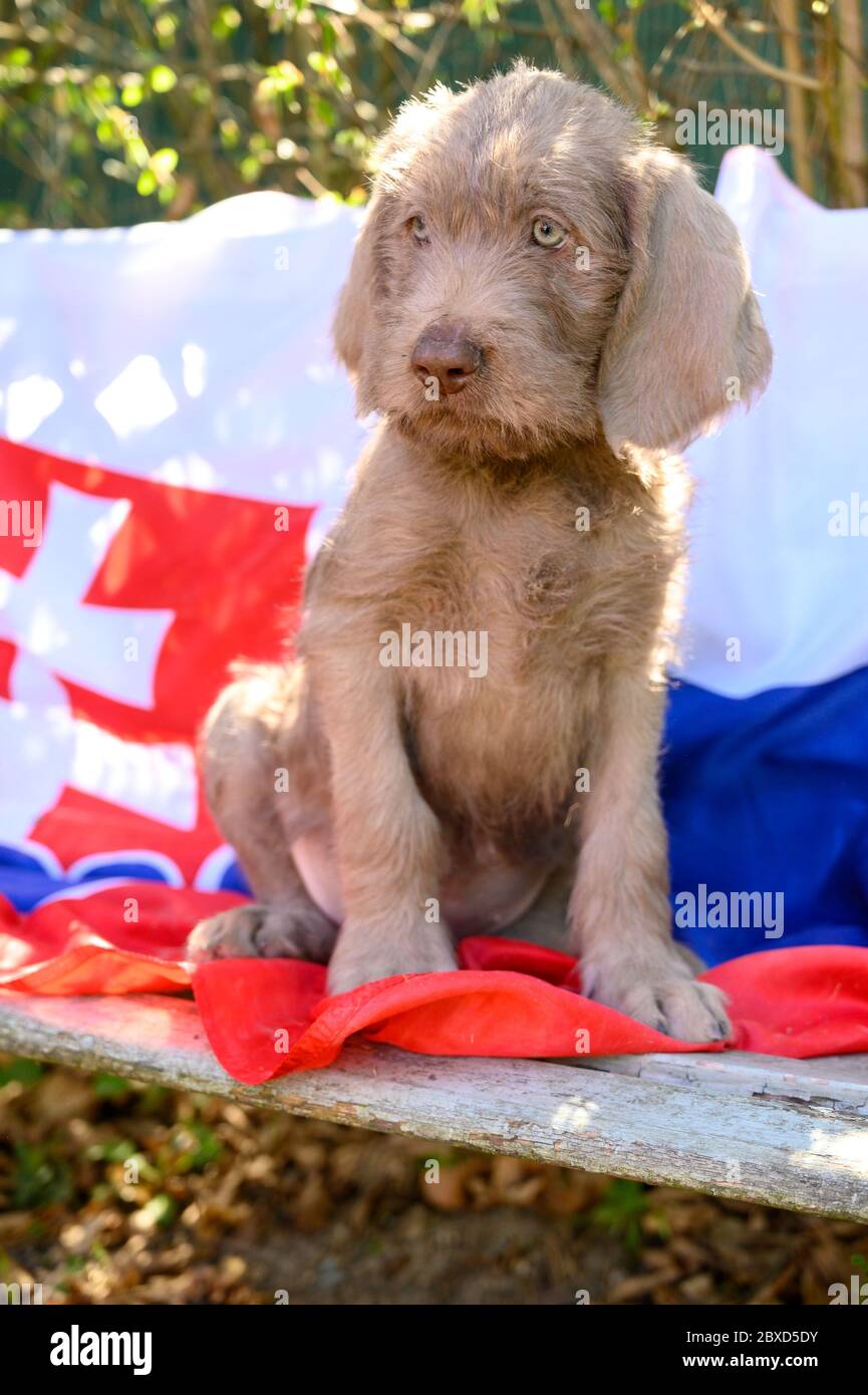 Chiot à poil gris avec drapeau slovaque. Le chiot est de la race : le pointeur slovaque à poil dur ou le Griffon slovaque à poil dur Banque D'Images