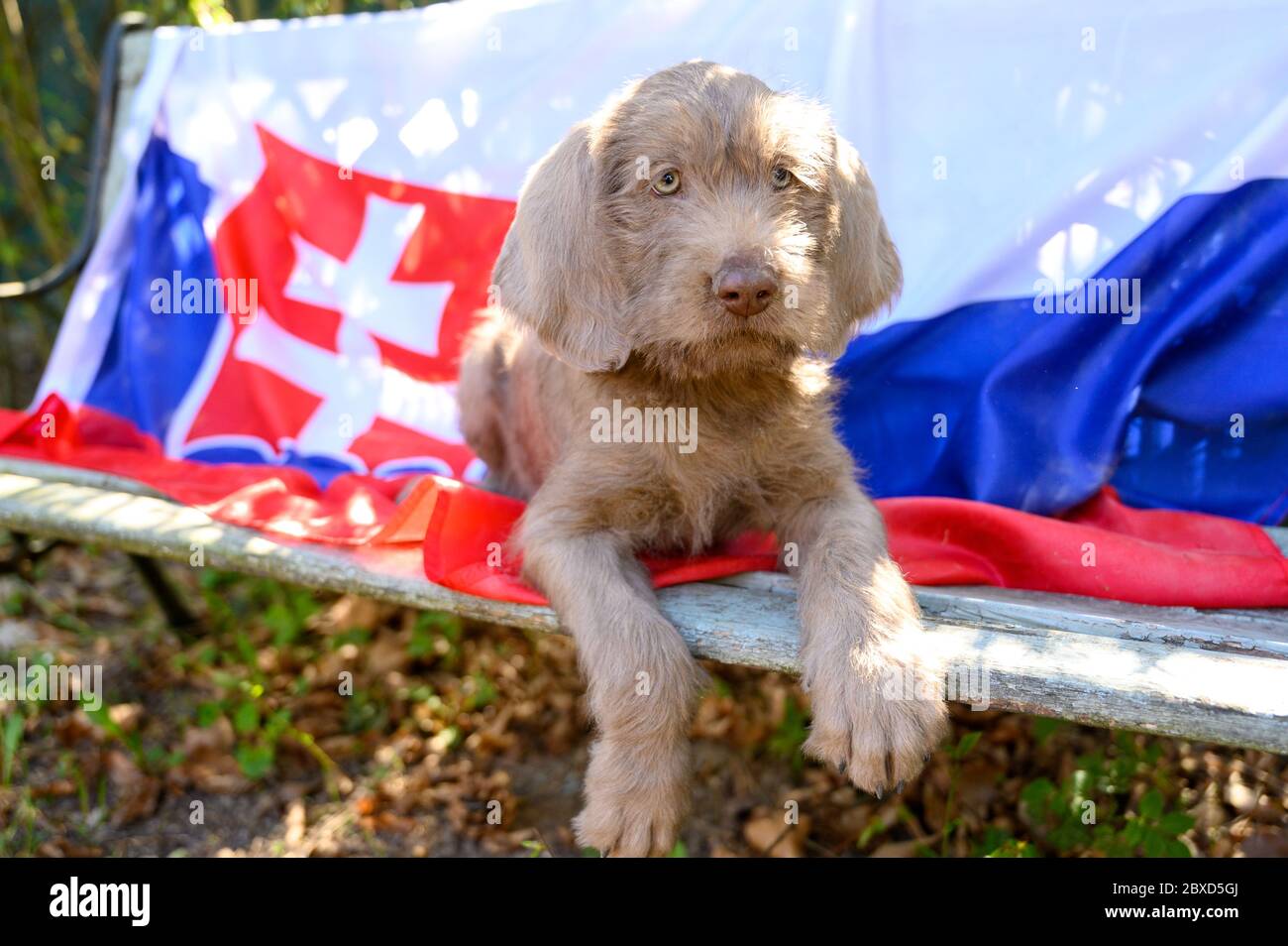 Chiot à poil gris avec drapeau slovaque. Le chiot est de la race : le pointeur slovaque à poil dur ou le Griffon slovaque à poil dur Banque D'Images