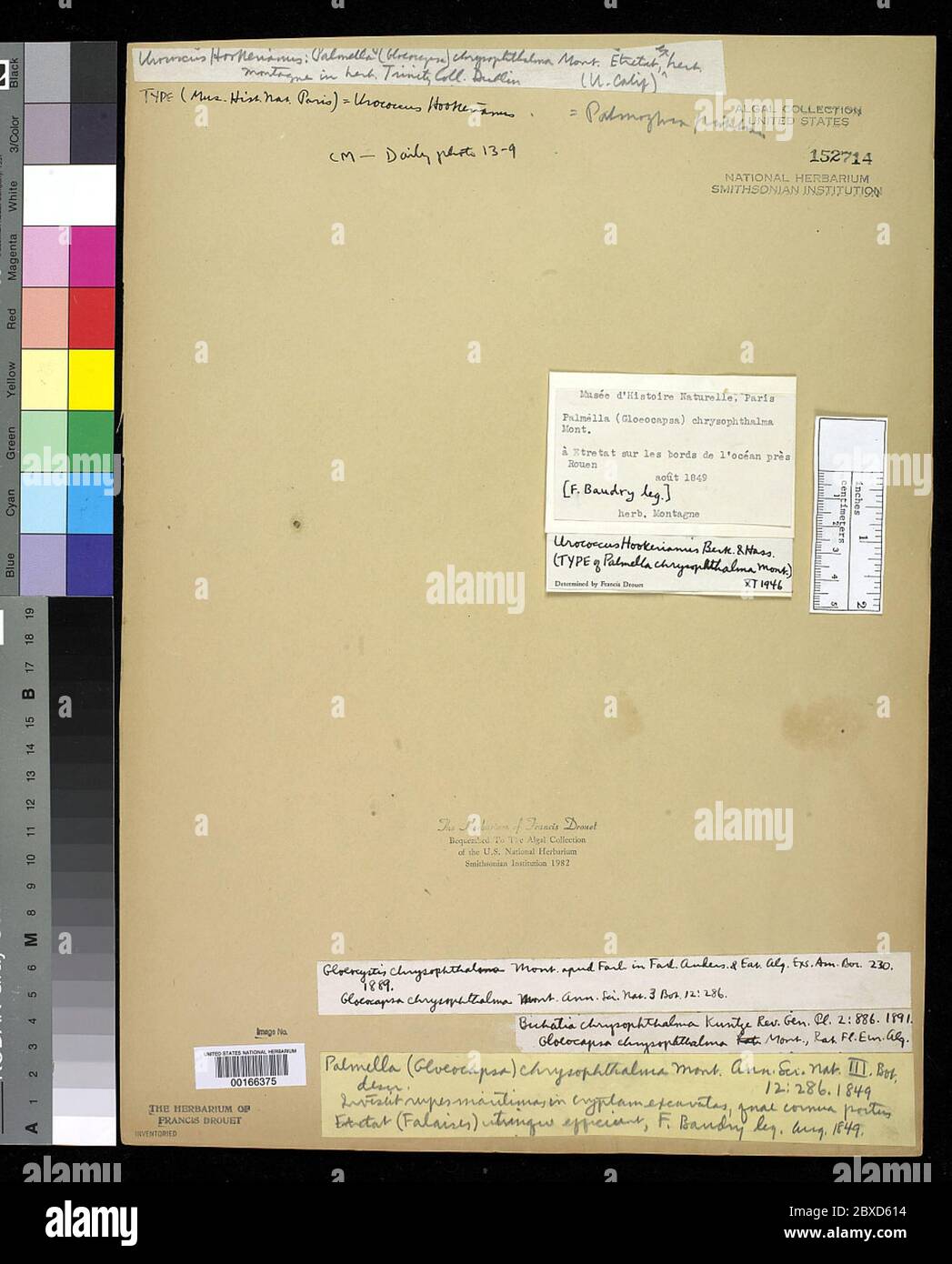 00166375.tif Palmella chrysothalma Mond. Banque D'Images