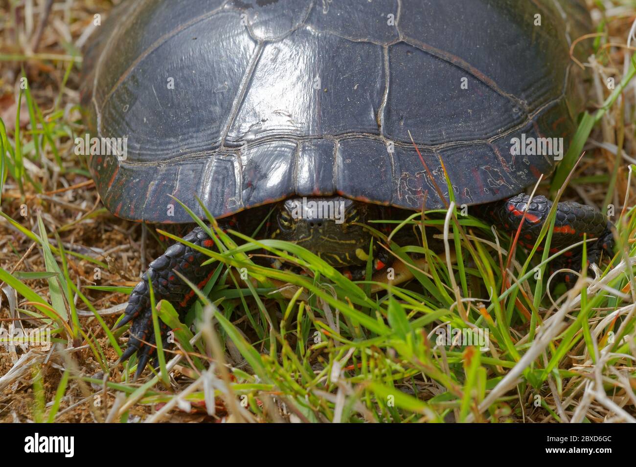 Une tortue peinte dans un champ, Québec, Canada Banque D'Images