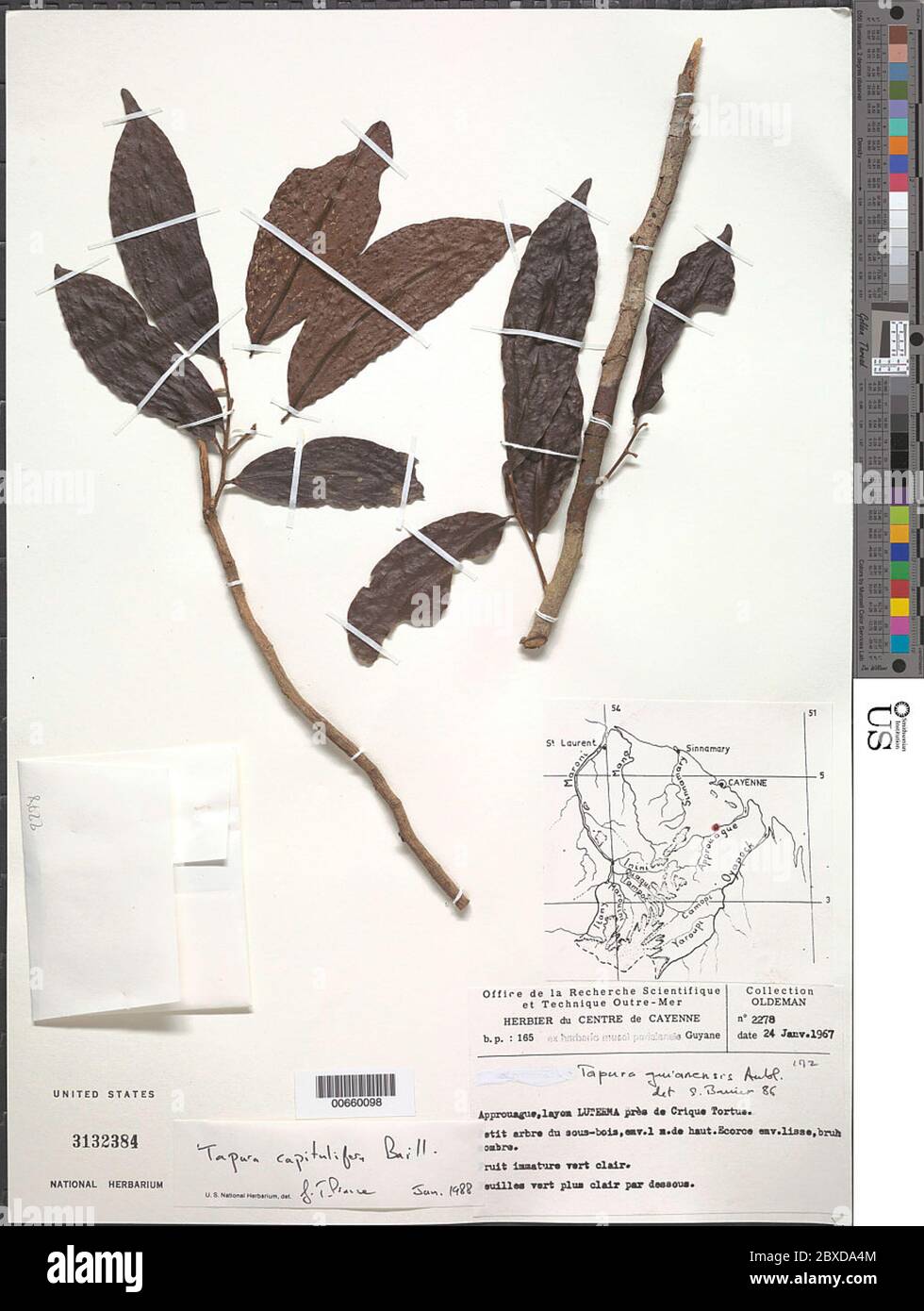 Tapura capitulifera Baill Tapura capitulifera Baill. Banque D'Images