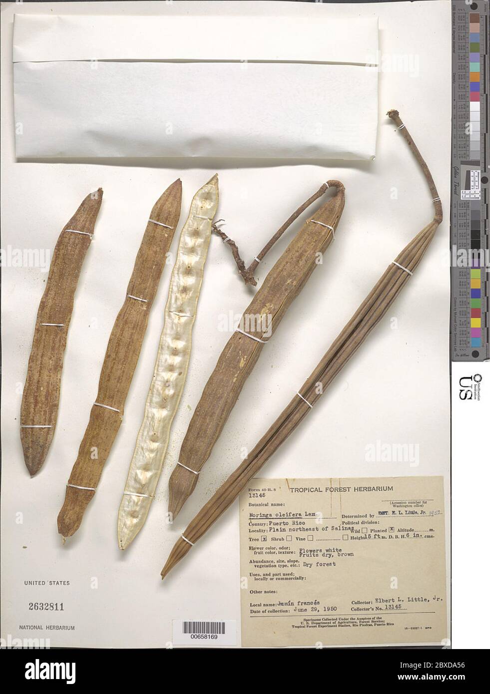 Lam Moringa oléifera Lam. Banque D'Images Lam Moringa oléifera Lam. Banque D'Images