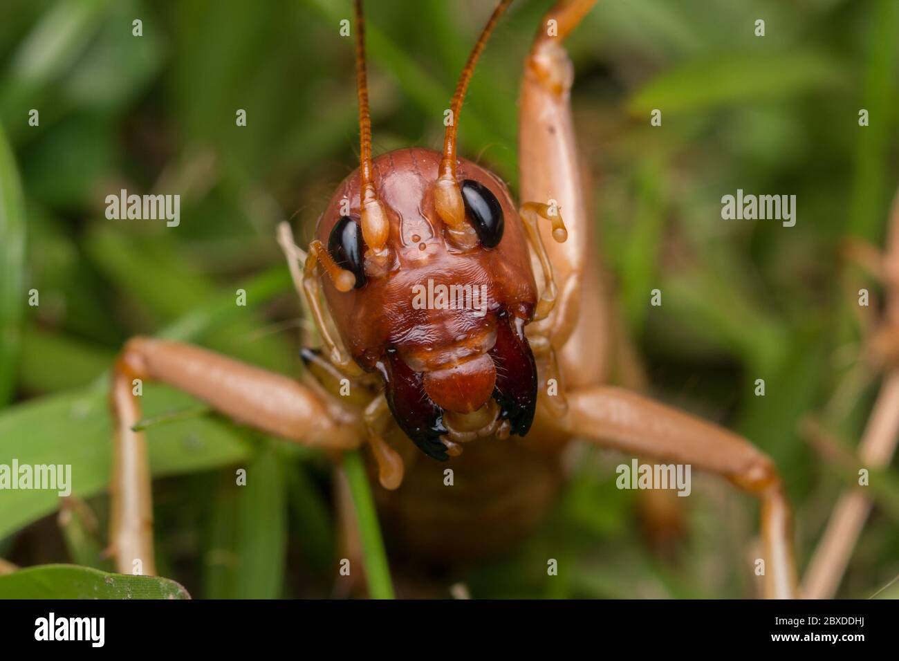 Scène nature du cricket géant à Sabah, Bornéo , gros plan image du cricket géant Banque D'Images