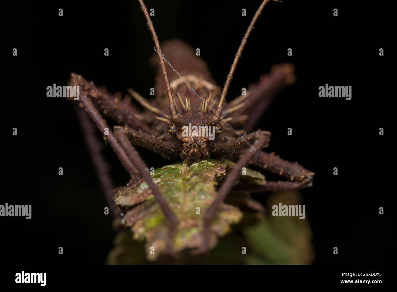 Nature vue sur la jungle de très énorme insecte bâton ou Borneo Island - Haniella echinata Banque D'Images