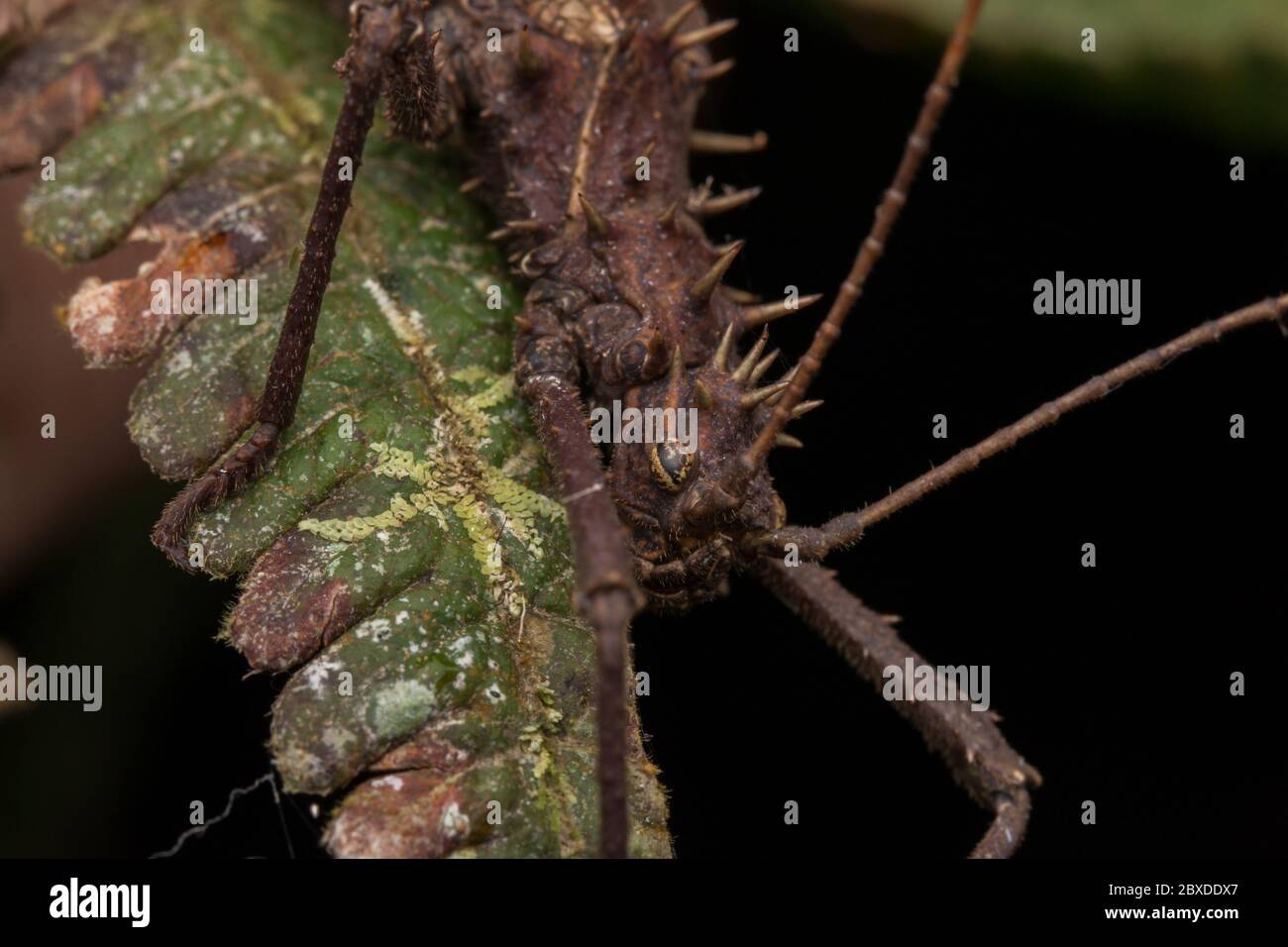 Nature vue sur la jungle de très énorme insecte bâton ou Borneo Island - Haniella echinata Banque D'Images