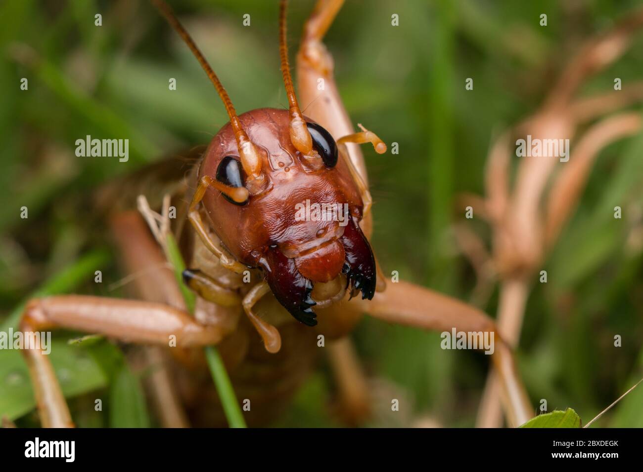 Scène nature du cricket géant à Sabah, Bornéo , gros plan image du cricket géant Banque D'Images