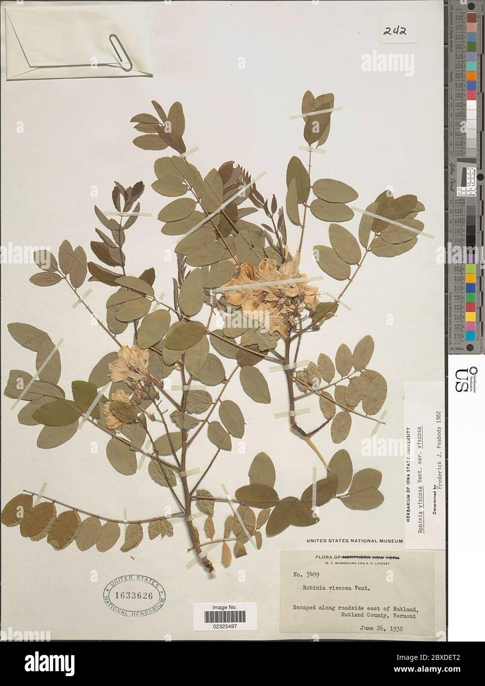 Robinia viscosa Robinia viscosa. Banque D'Images