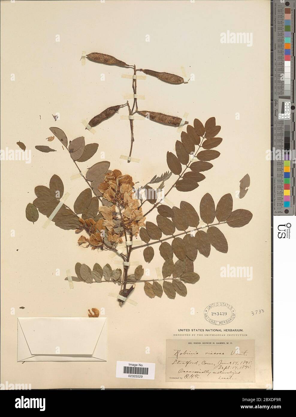 Robinia viscosa Robinia viscosa. Banque D'Images