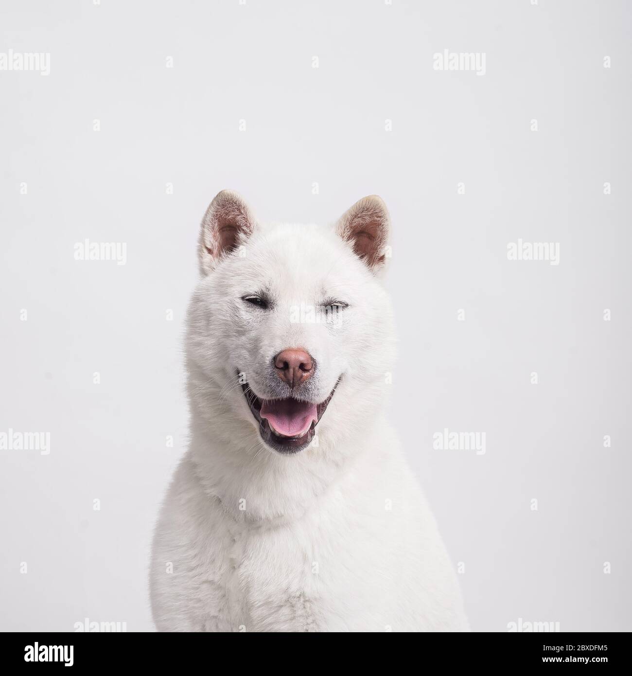 Kishu Inu blanc japonais beau chien de taille moyenne Banque D'Images
