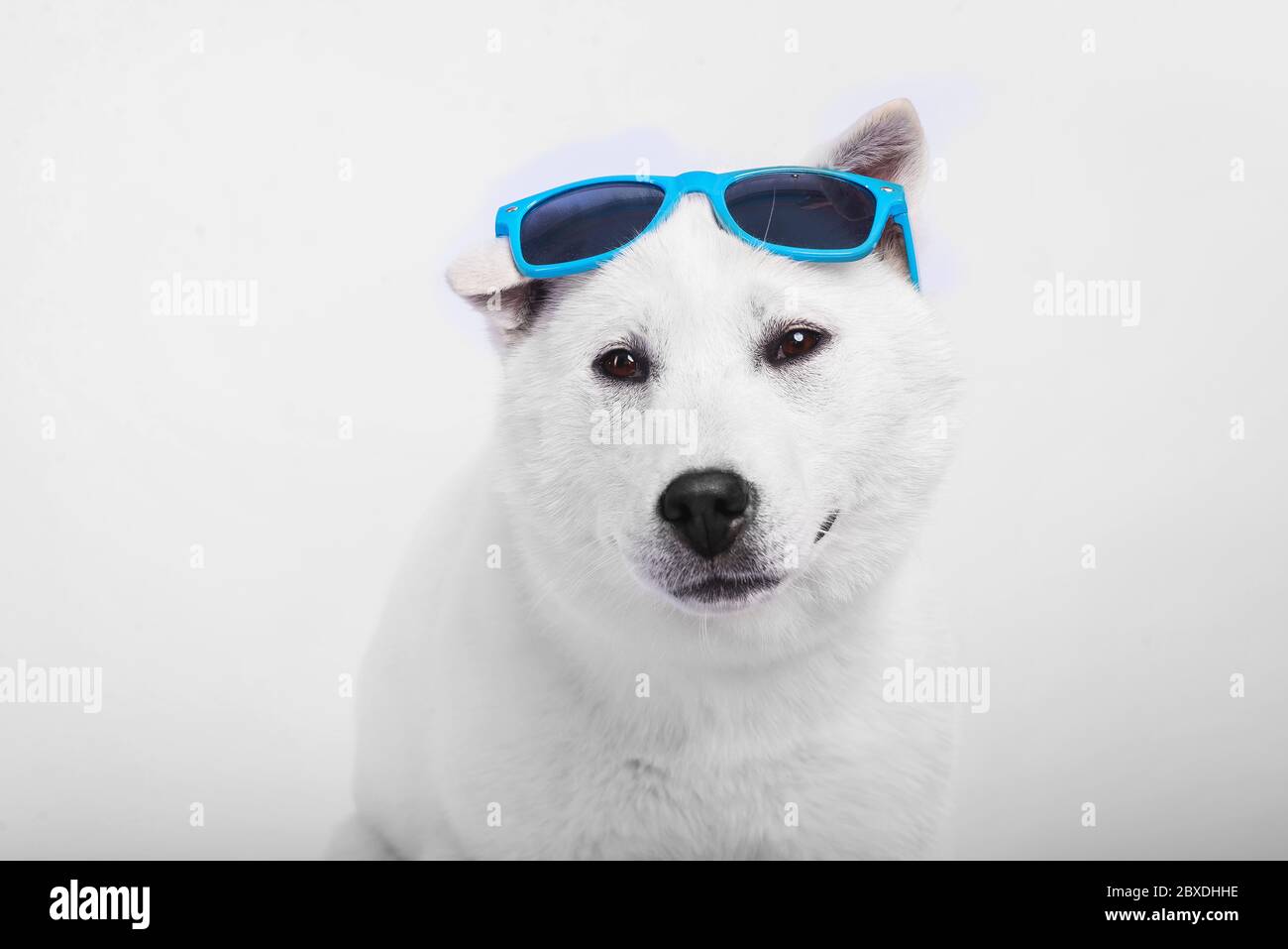 Kishu Inu blanc japonais beau chien de taille moyenne Banque D'Images