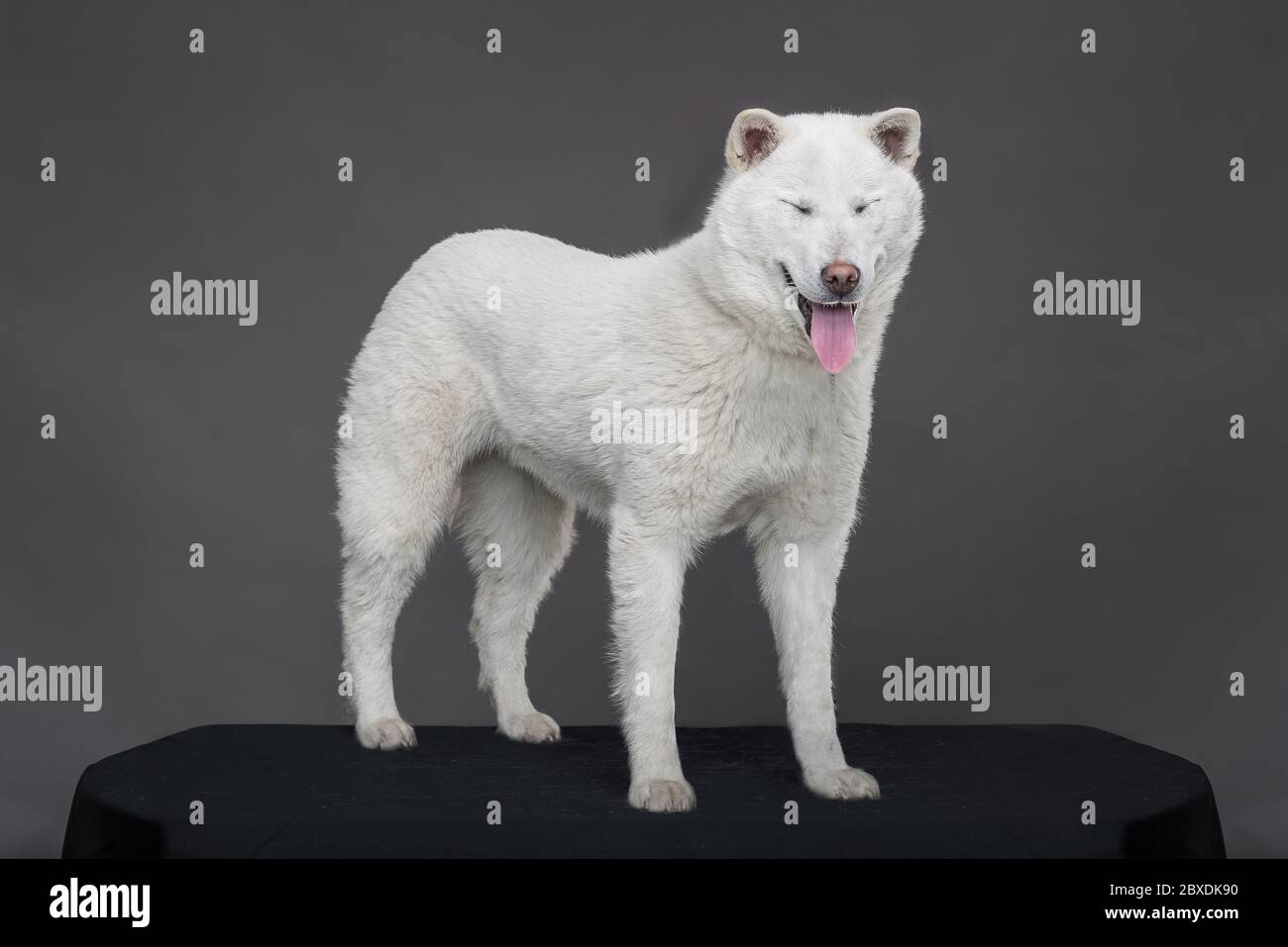 Kishu Inu blanc japonais beau chien de taille moyenne Banque D'Images