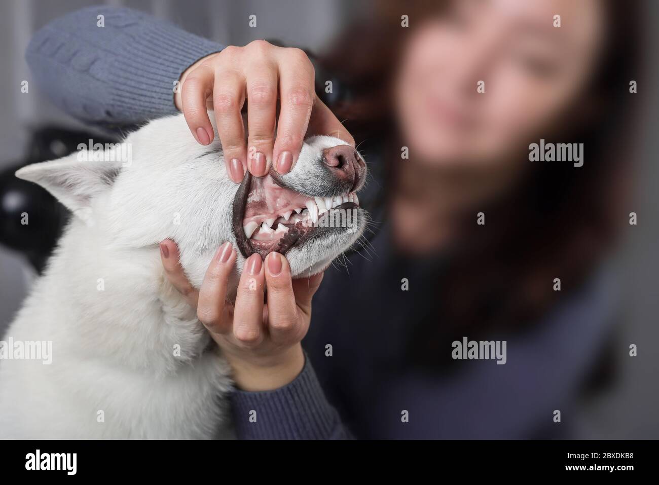 Kishu Inu blanc japonais beau chien de taille moyenne Banque D'Images