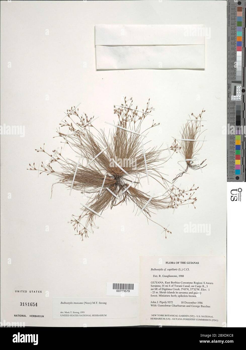 Bulbostylis truncata Nees MT strong Bulbostylis truncata Nees MT strong. Banque D'Images
