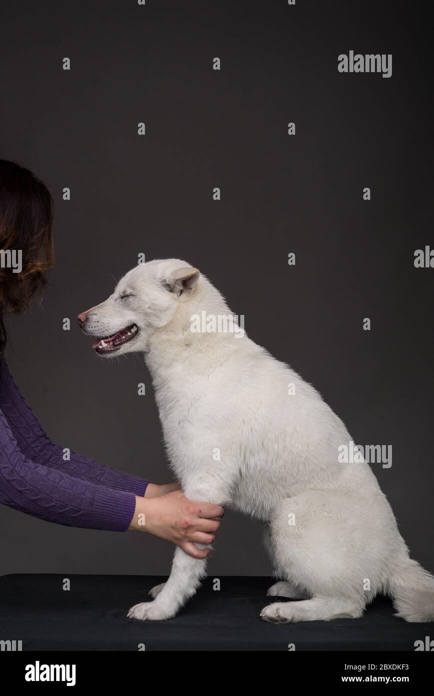 Kishu Inu blanc japonais beau chien de taille moyenne Banque D'Images