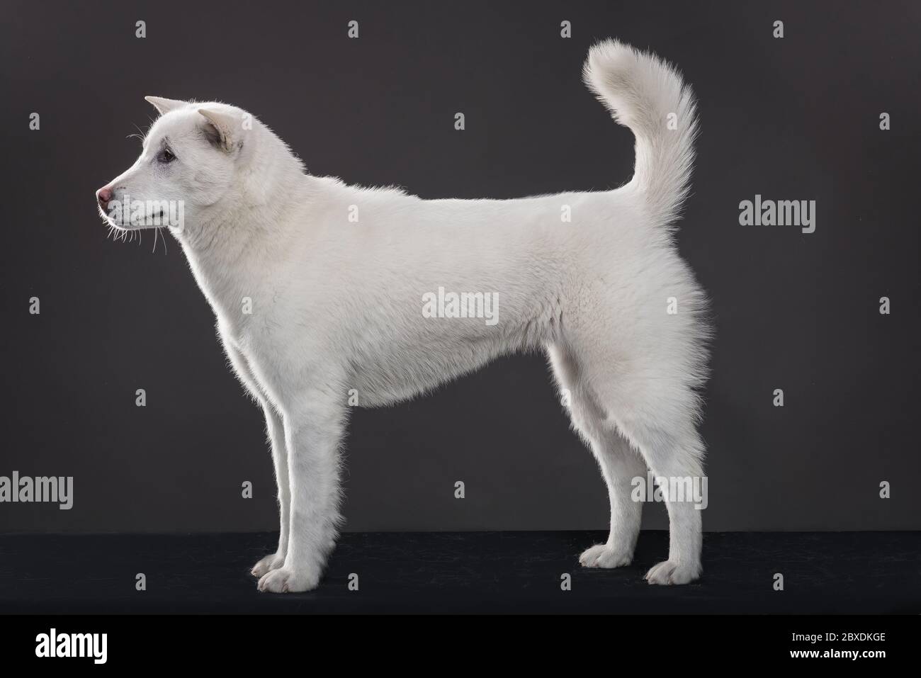 Kishu Inu blanc japonais beau chien de taille moyenne Banque D'Images