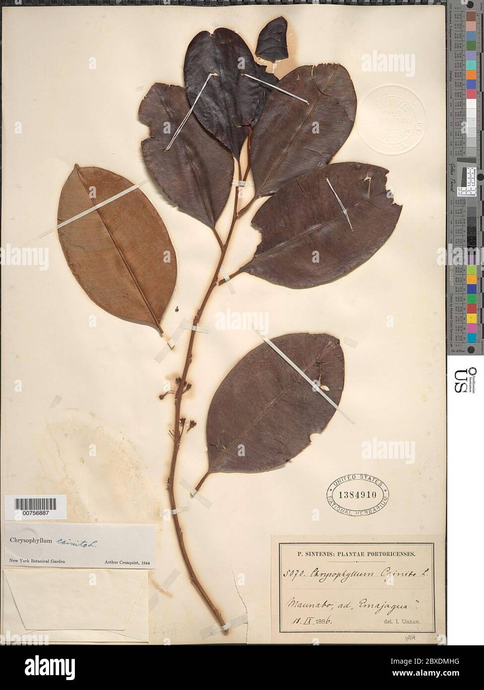 Chrysophyllum caïnito L Chrysophyllum caïnito L. Banque D'Images