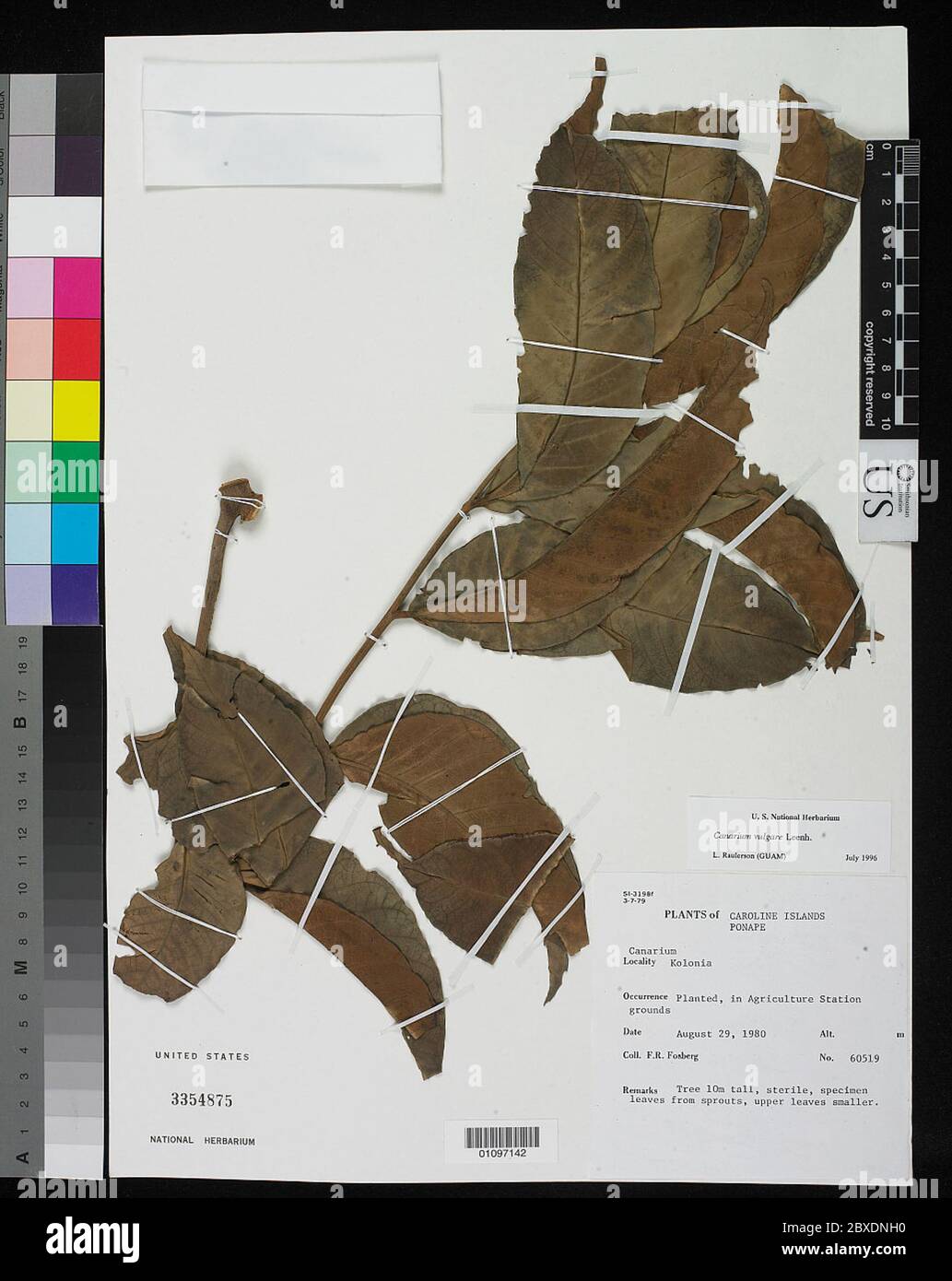 01097142.tif Canarium vulgare Leenh. Banque D'Images