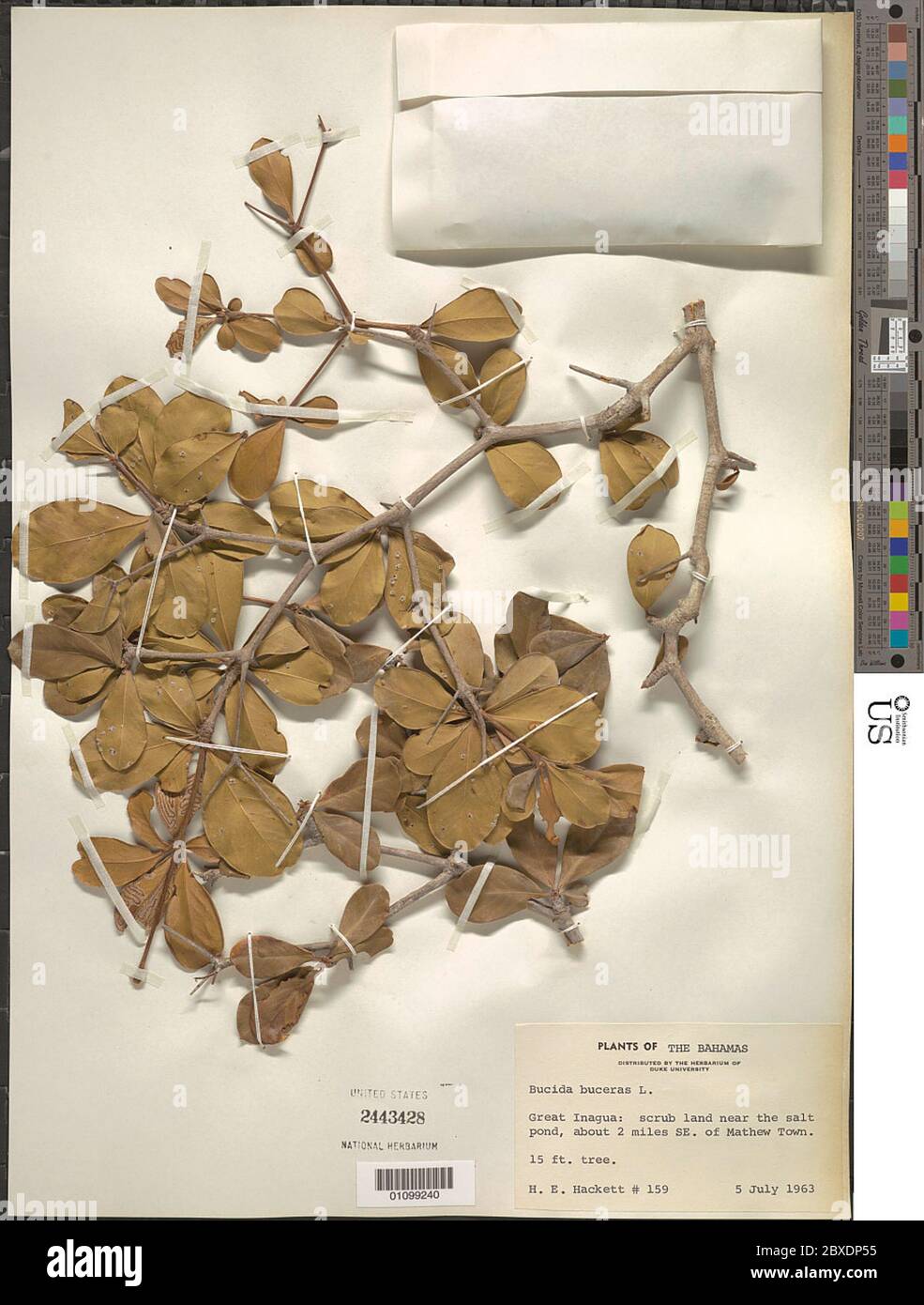 Bucida buceras L Bucida buceras L. Banque D'Images
