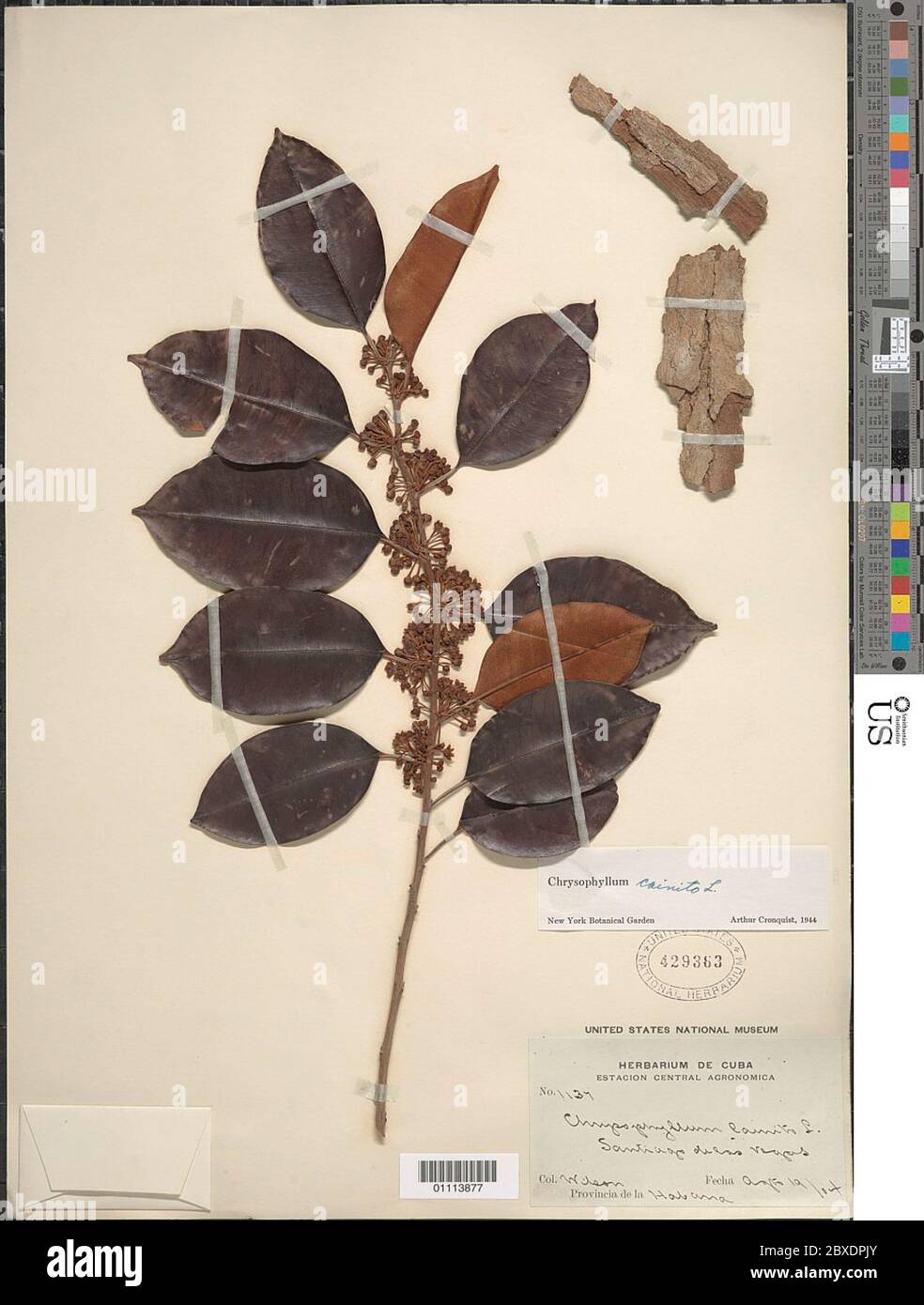 Chrysophyllum caïnito L Chrysophyllum caïnito L. Banque D'Images