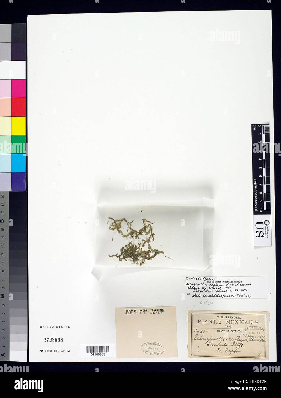 Selaginella refexa Underw Selaginella refexa Underw. Banque D'Images