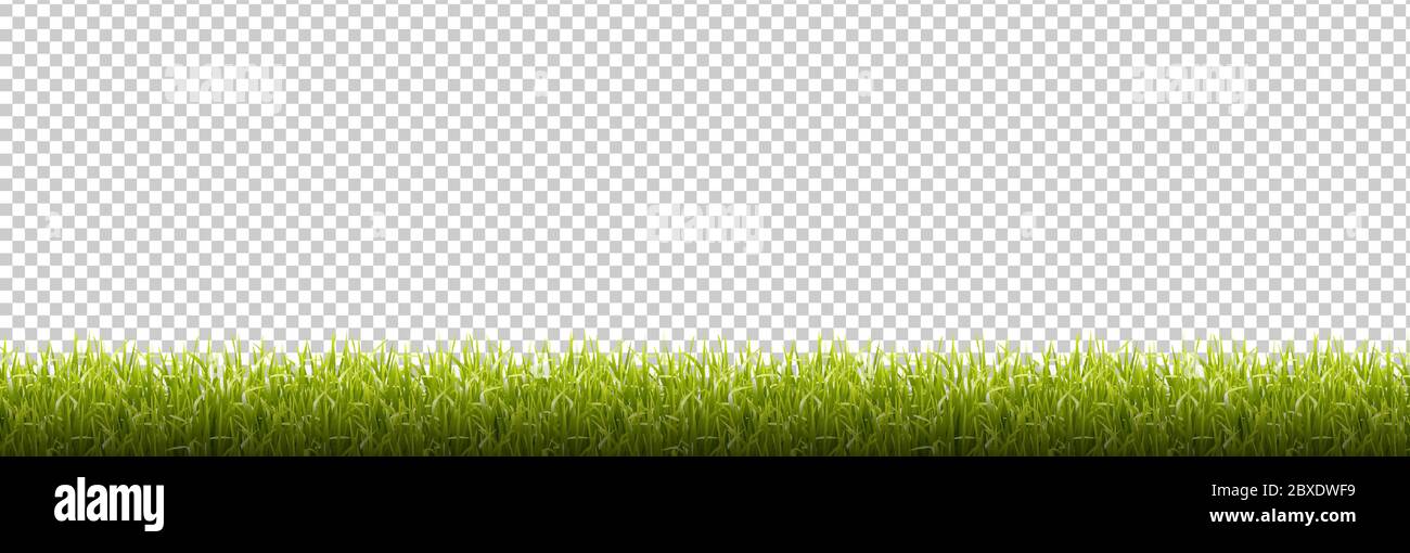 Fond transparent avec bordure en herbe, illustration vectorielle Illustration de Vecteur