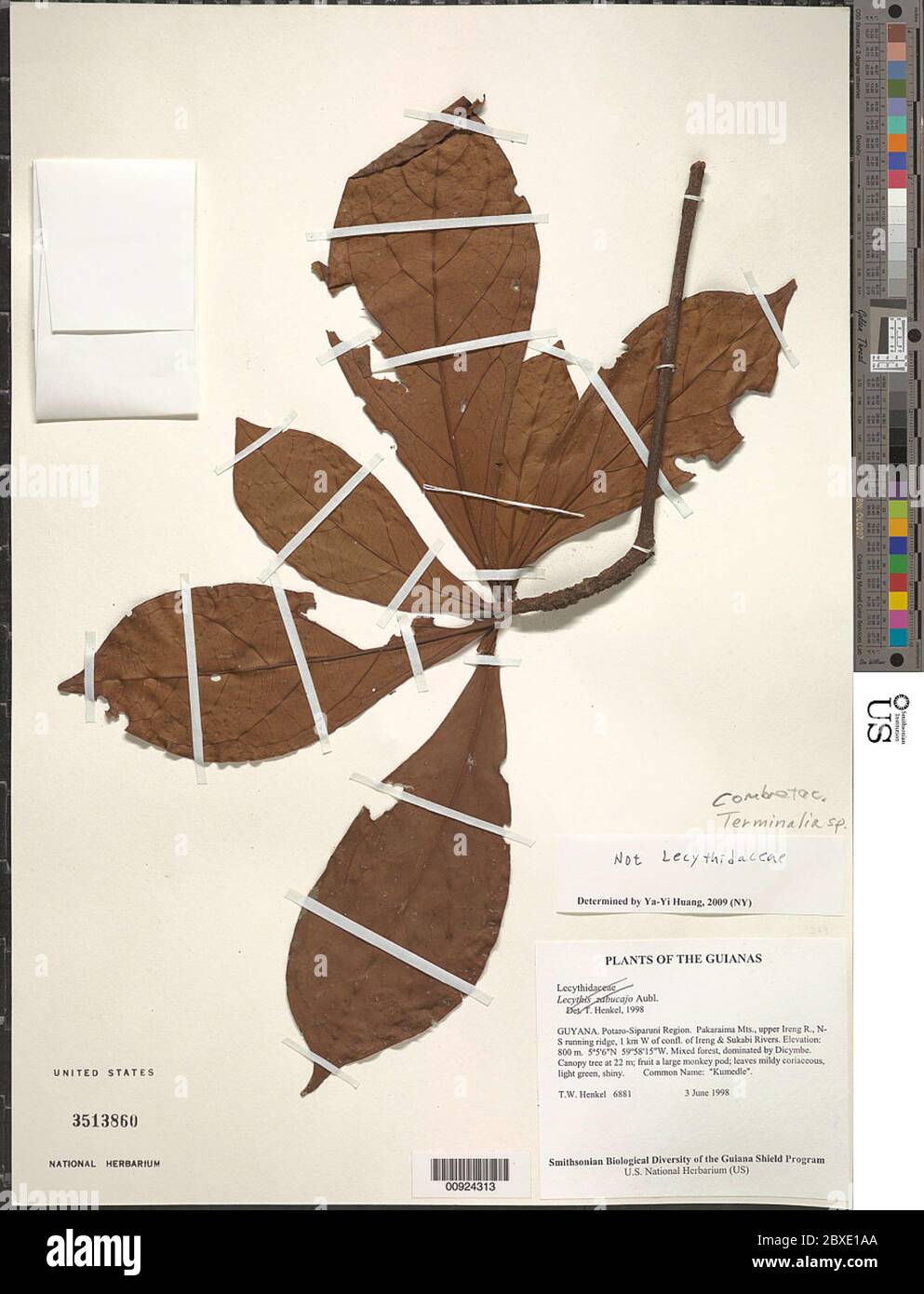 Indet sp Indet sp. Banque D'Images