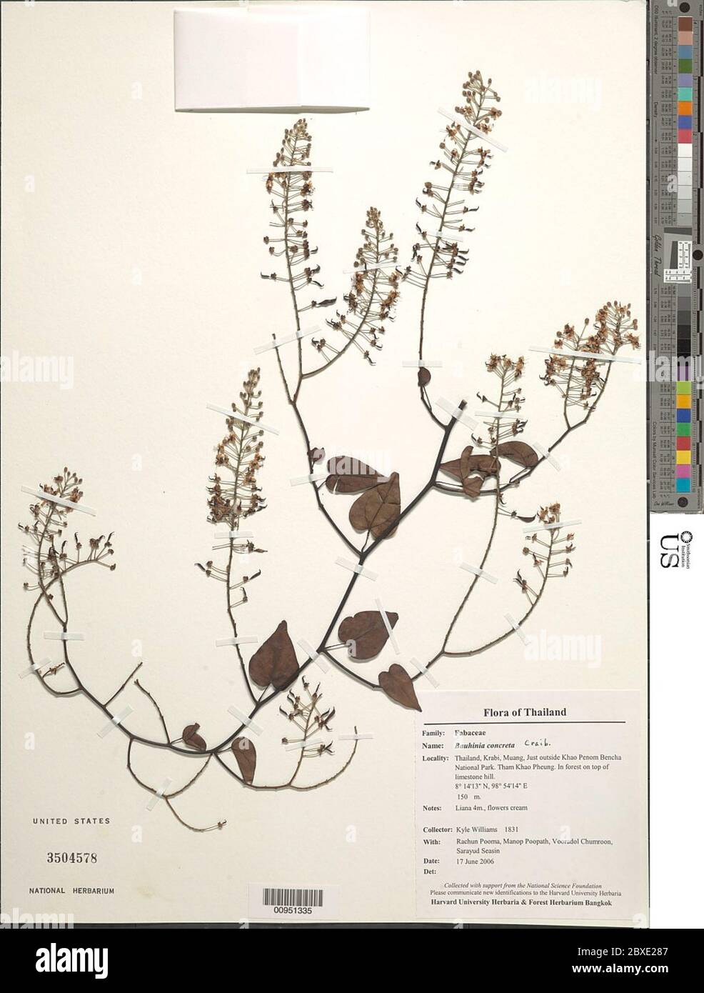 Bauhinia bétons Craib Bauhinia bétons Craib. Banque D'Images