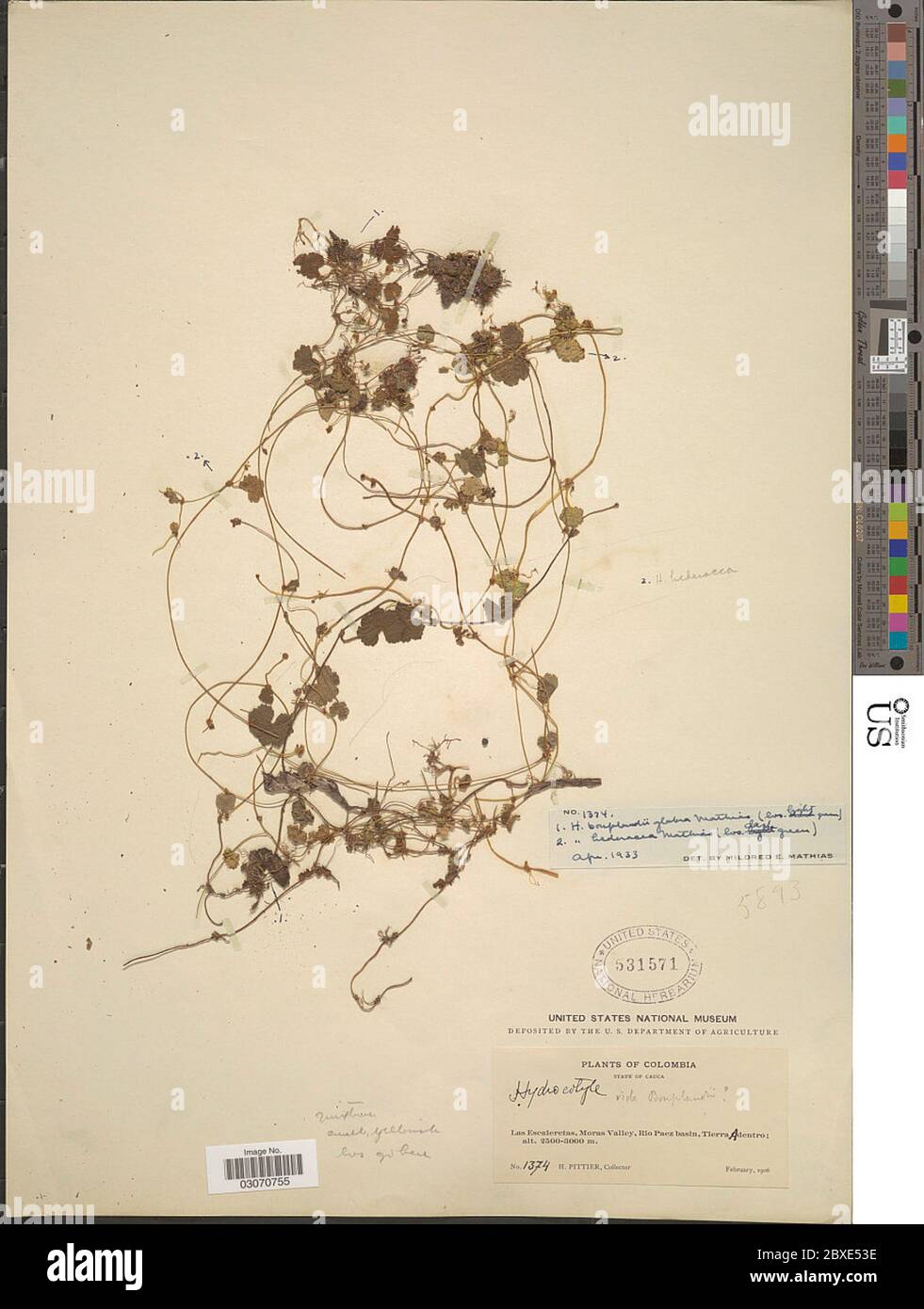 Hydrocotyle bonplandii var glabra Mathias Hydrocotyle bonplandii var glabra Mathias. Banque D'Images