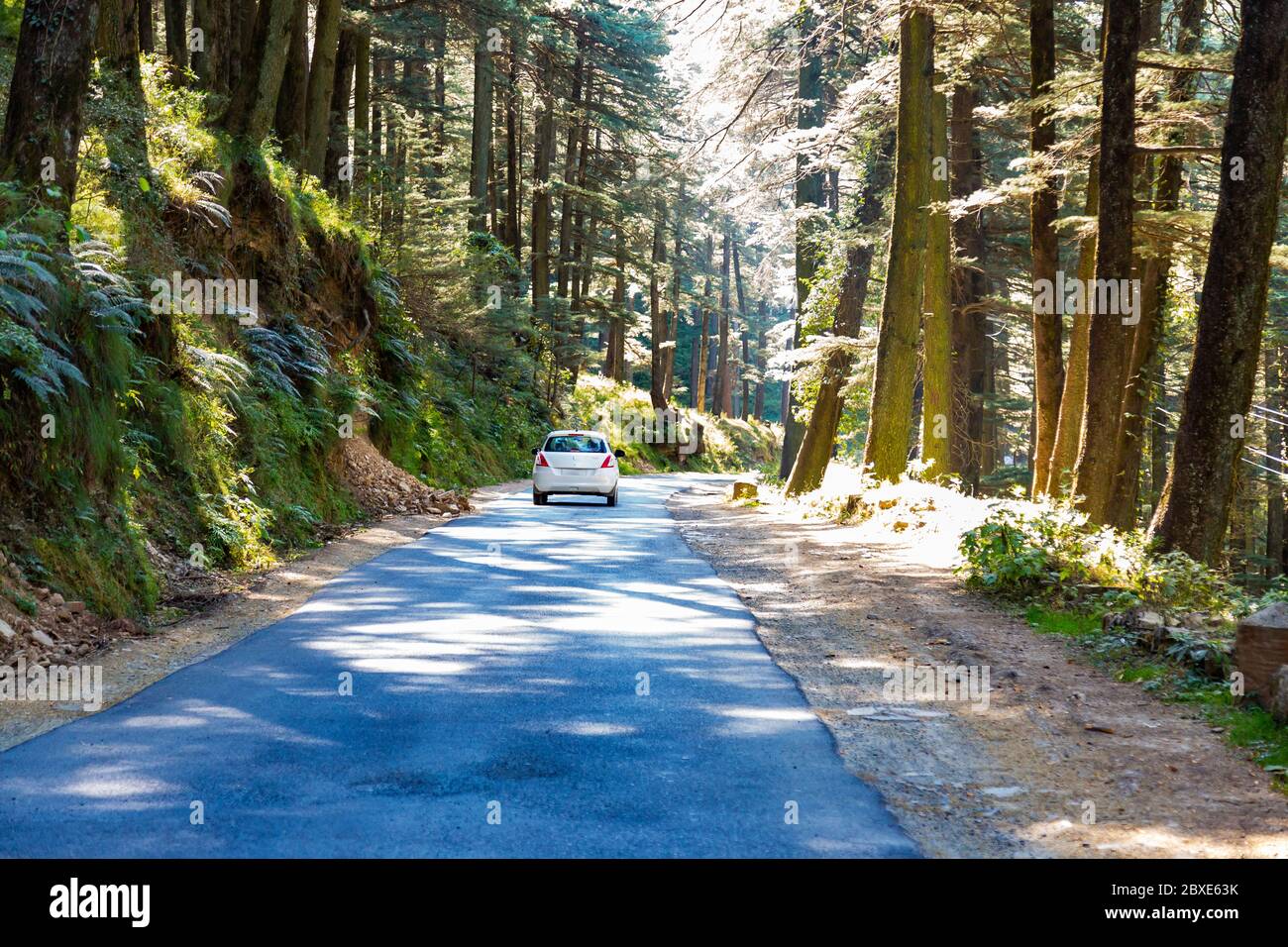 Route menant à la station Chail Hill à Shimla, Inde Banque D'Images