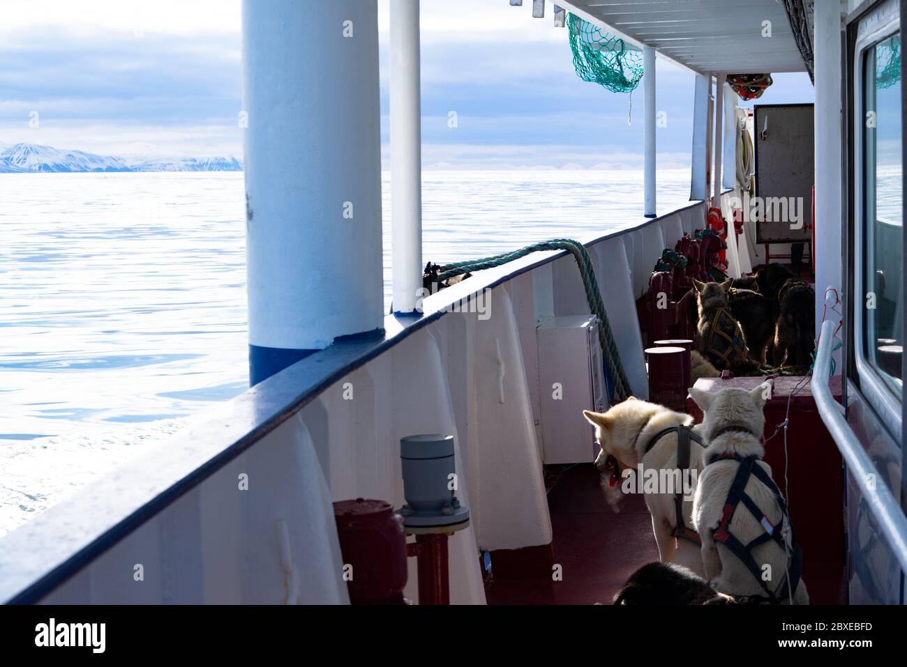 Norvège, Spitsbergen, 10 mars 2018 : chiens Husky voyageant sur un navire dans l'Arctique sur le Spitsbergen. Banque D'Images