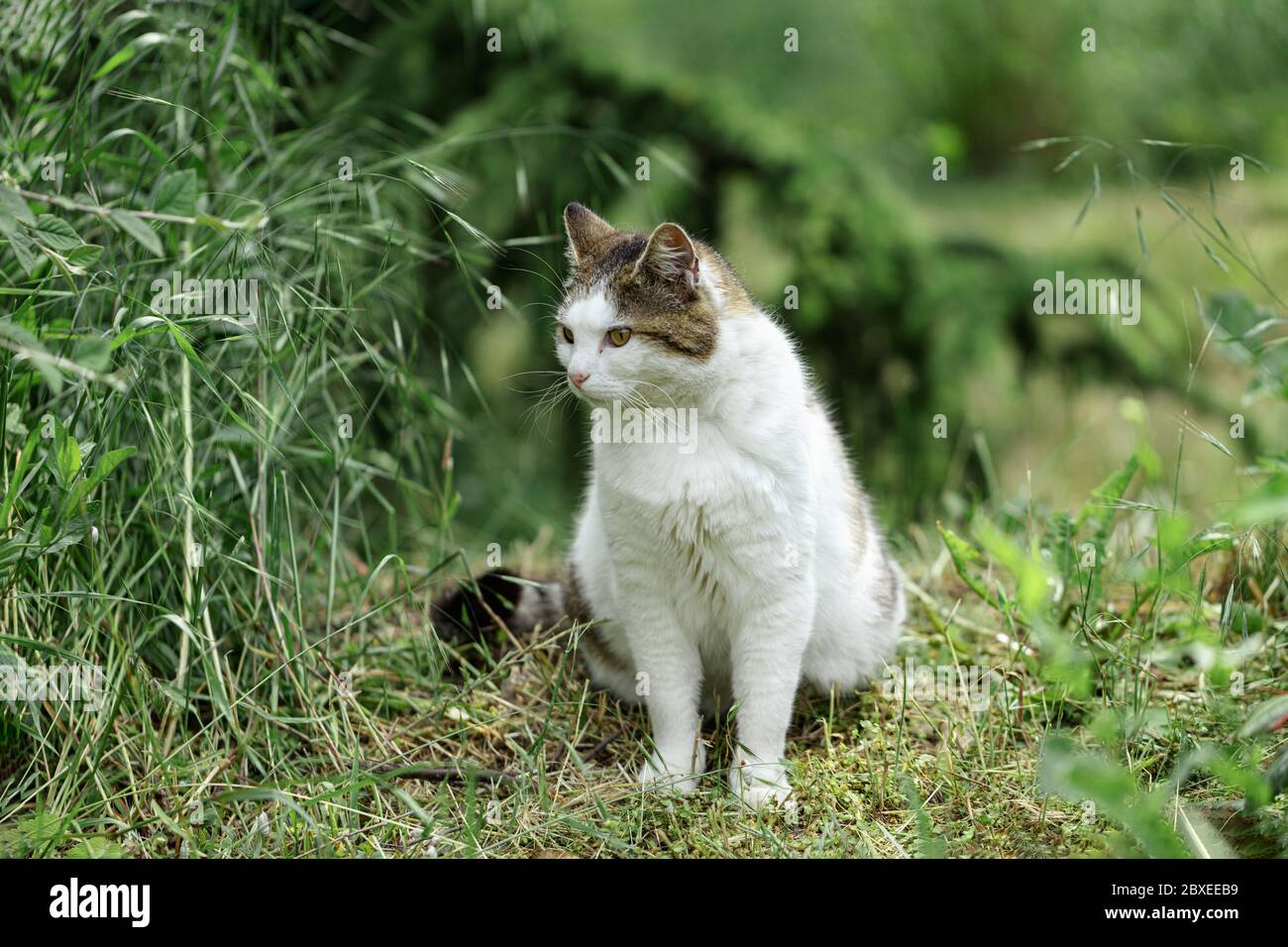 Le Chat Blanc Avec Des Taches Grises Et Rouges Se Trouve Sur L Herbe Pres Des Buissons Mise Au Point Selective Photo Stock Alamy