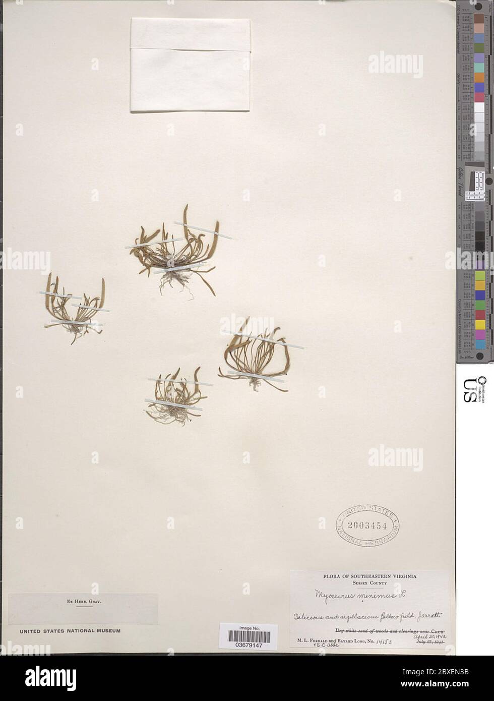 Myosurus minimus L Myosurus minimus L. Banque D'Images