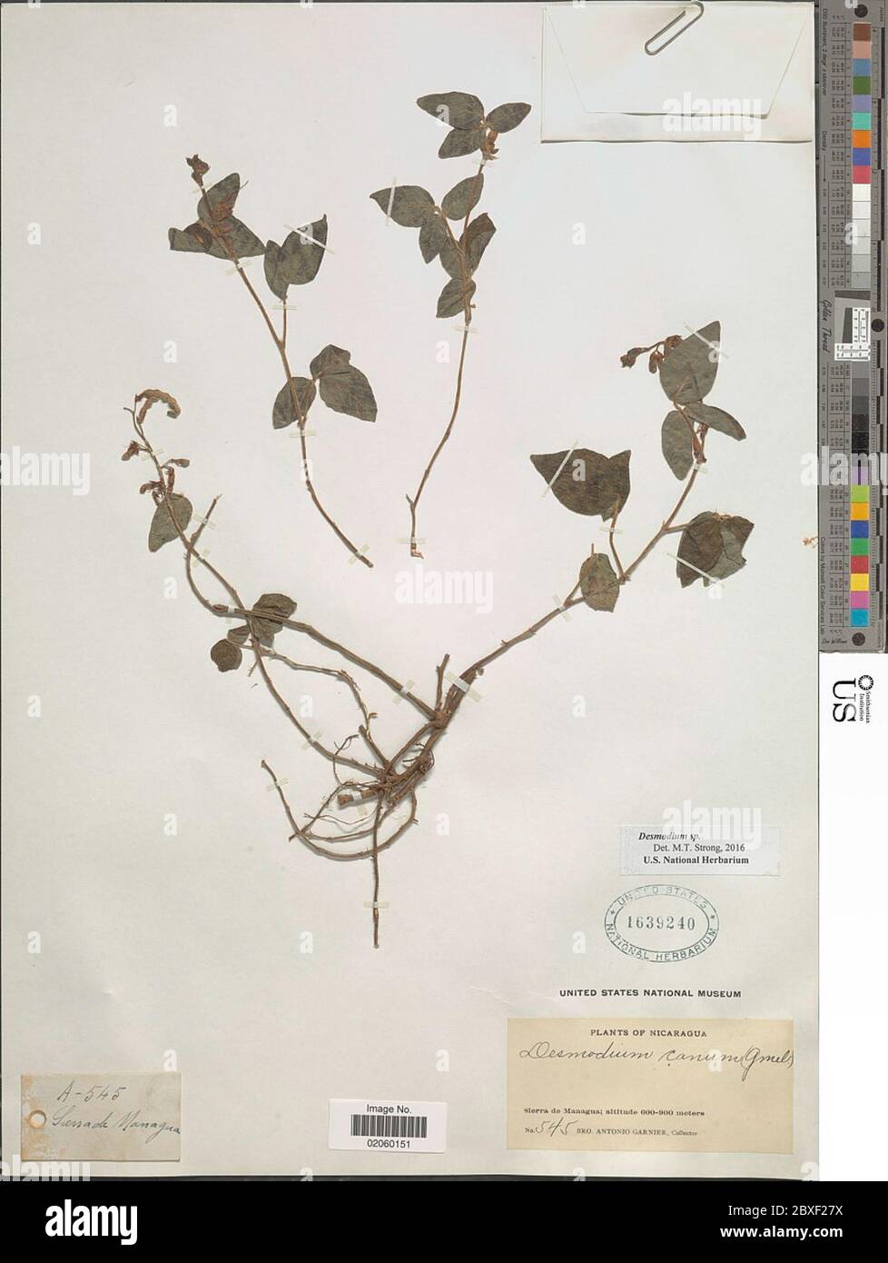 Desmodium sp Desmodium sp. Banque D'Images