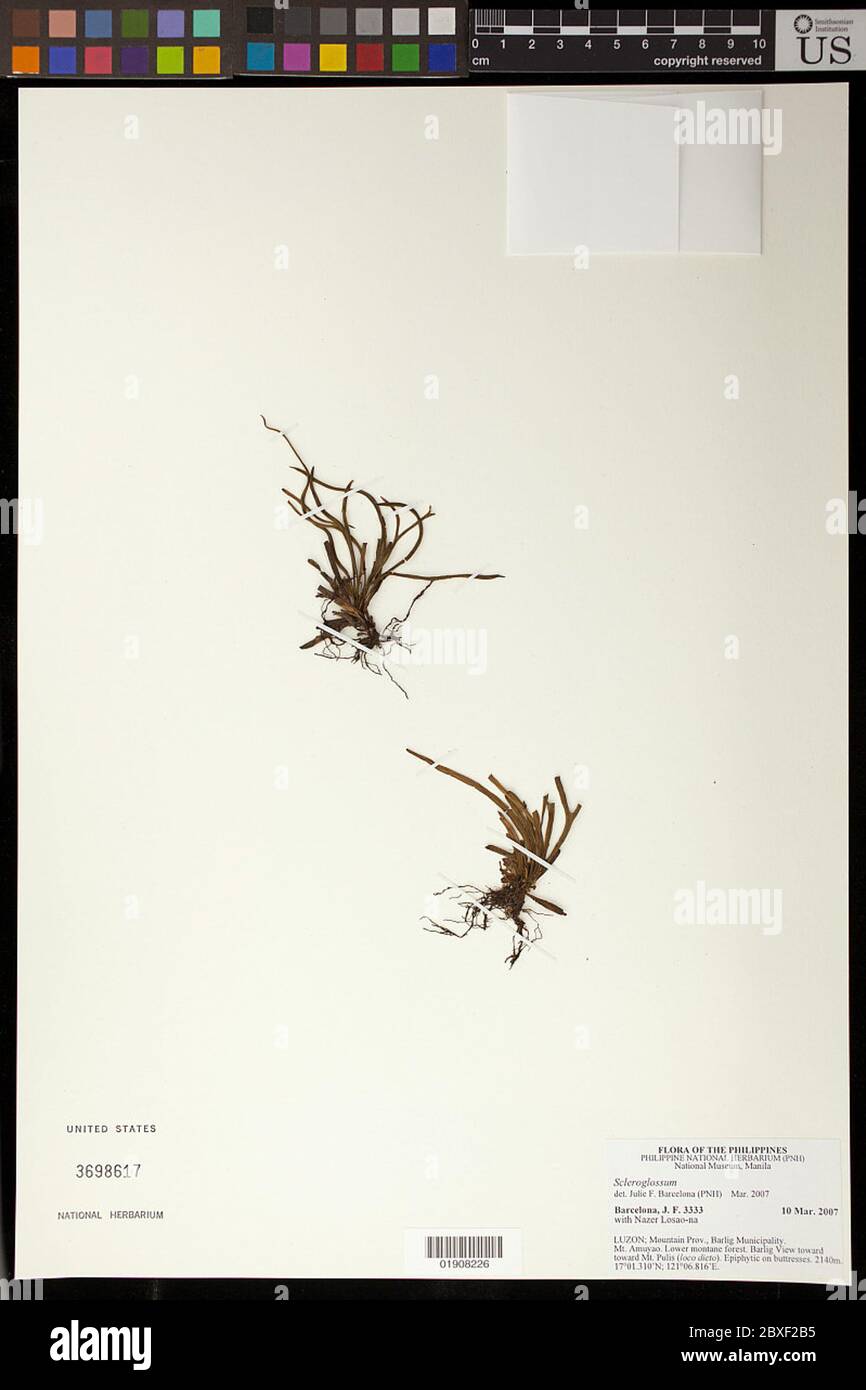 Scleroglossum sp Scleroglossum sp. Banque D'Images